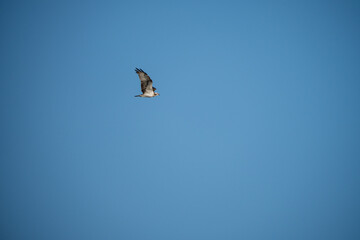 Osprey Flying in the Blue Sky