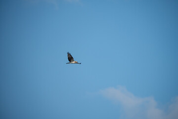 Fototapeta premium Osprey Flying in the Blue Sky