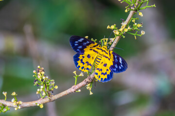 Obraz premium The beautiful butterfly on the flower.