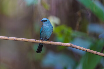 Verditer flycatcher (Eumyias thalassinus) beautiful rare bird in the forest.