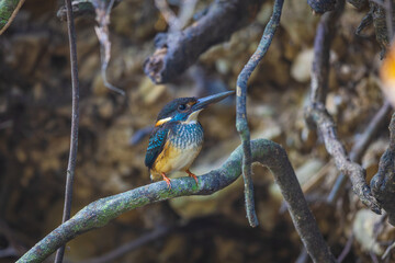 Blue-banded Kingfisher on the branch near the stream.