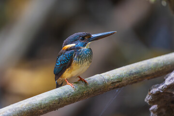 Blue-banded Kingfisher on the branch near the stream.