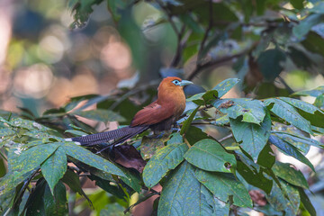 Raffles's Malkoha  a rare bird on the branch of the tree.