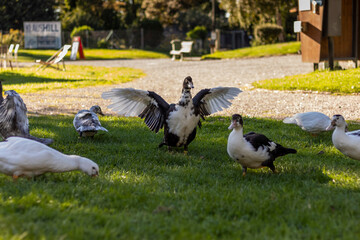 Obraz premium Beautiful tame duck in the park