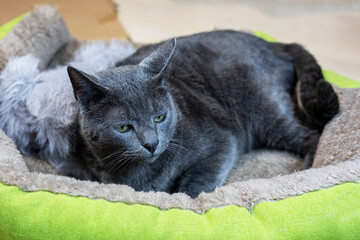 Naklejka na ściany i meble blue cat of the American Burmese breed lies in his bed. pet care