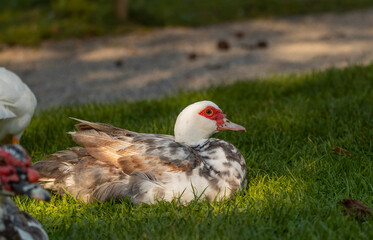 Beautiful tame duck in the park