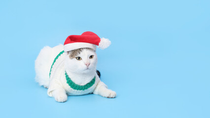 Studio portrait of a white Cat  looking away against a blue background. Funny Cat wearing warm white sweater and Santa Claus xmas red cap. Cat with Santa hat. Place for text. Pet. Xmas. Winte