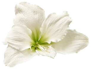 White  hibiscus flower isolated on background. Close-up. For design. Transparent background.  Nature. © nadezhda F
