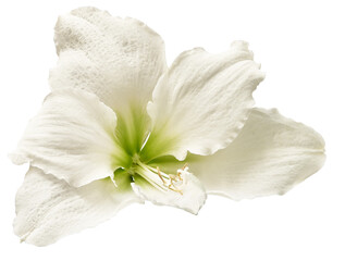 White  hibiscus flower isolated on background. Close-up. For design. Transparent background.  Nature.