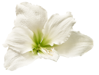 White  hibiscus flower isolated on background. Close-up. For design. Transparent background.  Nature.