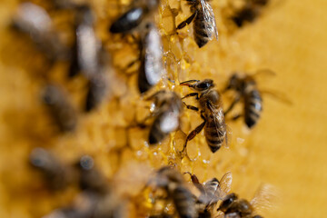 Working bees on honeycomb, closeup. Colony of bees in apiary. Beekeeping in countryside. Macro shot with in a hive in a honeycomb