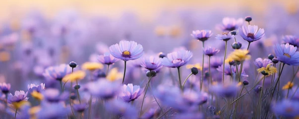 Foto op Canvas Purple wild flowers field and  sunset sky background banner © Natalia Klenova