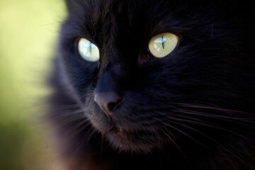 Zoom, face and black cat with serious look for animal view and green eyes outside. Fuzzy, soft and kitten closeup of small curious head with feline and purebred pedigree and adorable pet in garden