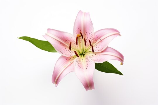 Lily (Lilium) flower isolated on white background texture photography