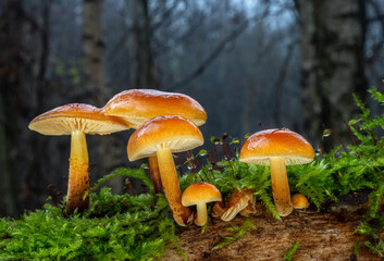 Wet orange wild edible winter mushrooms Enokitake in the dark forest