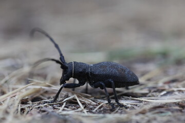 morimus asper longhorn beetle seen from the side
