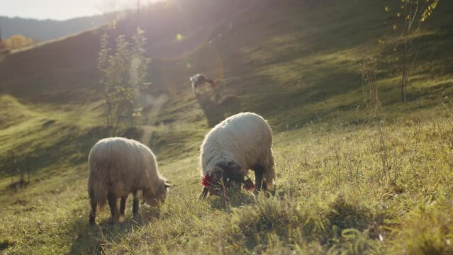 Beautiful landscape of early autumn highlands and lowlands with cattle eating grass. Couple of mature sheep in the foreground, a goat grazing in distance. High quality 4k footage