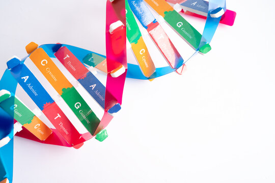 DNA or Deoxyribonucleic acid is a double helix chains structure formed by base pairs attached to a sugar phosphate backbone.