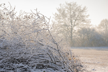Stimmungsvolle Winteransicht mit Eiskristallen und verschneiten Ästen an Bäumen