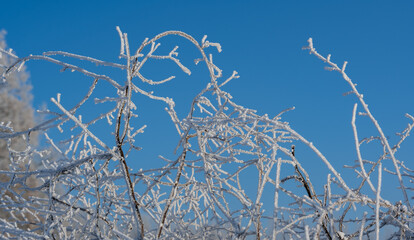 Stimmungsvolle Winteransicht mit Eiskristallen und verschneiten Ästen an Bäumen