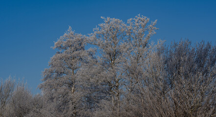 Schneelandschaft oder Winterlandschaft, Schnee und Eis bedeckte Bäume an einem Ackerland 