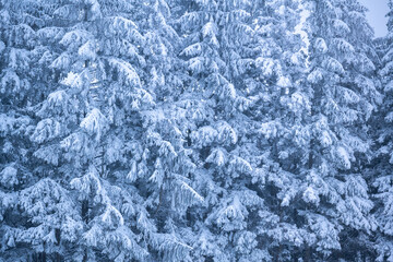 Schneelandschaft oder Winterlandschaft, Schnee und Eis bedeckte Bäume an einem Ackerland 