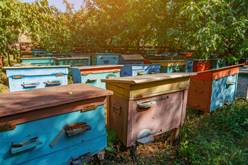 Apiary with beehives in the summer in a clearing.The houses of the bees are placed on the green...