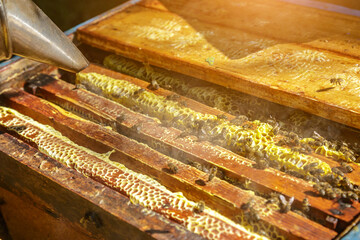 Beekeeper is working with bees and beehives on the apiary.Close up view of opened hive body showing frames populated by honey bees. Apiculture.