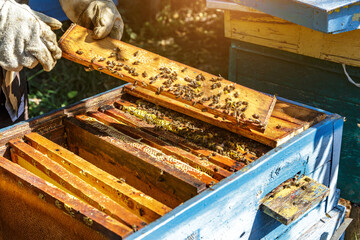 Beekeeper is working with bees and beehives on the apiary.Close up view of opened hive body showing...