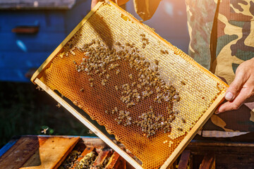 The beekeeper holds a frame with honey, and bees.Beekeeper is working with bees and beehives on the...