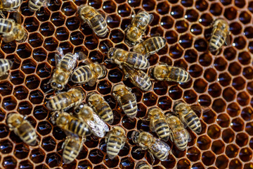 Macro photo of working bees on honeycombs.Beautiful honeycomb with bees close-up.Honey cell with...