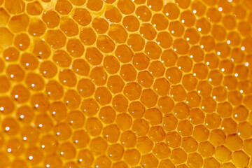 Texture of honeycombs close up.fresh honey in cells. Yellow wax honeycombs from the hive.Close up of honeycomb