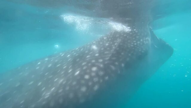 Large whale shark near the surface of the ocean eats plankton in troubled water