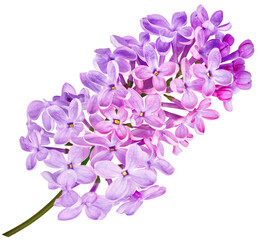 Branch of lilac flowers isolated on  background with clipping path. For design. In high resolution. Studio photo.  Transparent background. 