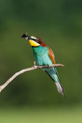 European Bee-eater, Merops apiaster