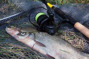 Two big freshwater common bream commonly known as Abramis Brama and fishing rod with reel on black...