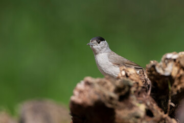 Blackcap, Sylvia atricapilla