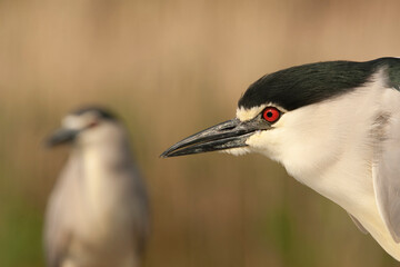 Black-crowned Night Heron, Nycticorax nycticorax