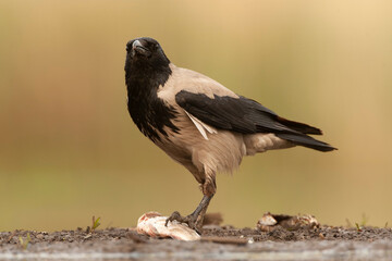 Obraz premium Hooded Crow, Corvus cornix