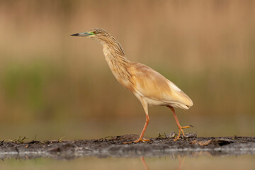Squacco Heron, Ardeola ralloides