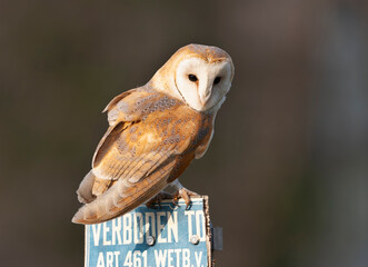 Barn Owl, Tyto alba