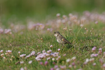 Meadow Pipit, Anthus pratensis