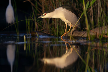 Black-crowned Night Heron, Nycticorax nycticorax