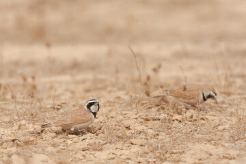 Temminck's Lark, Eremophila bilopha