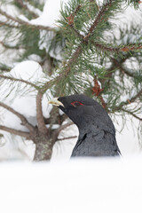Western Capercaillie, Tetrao urogallus