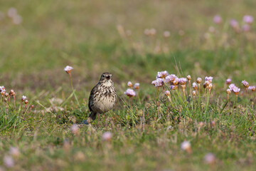 Meadow Pipit, Anthus pratensis