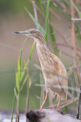 Squacco Heron, Ardeola ralloides