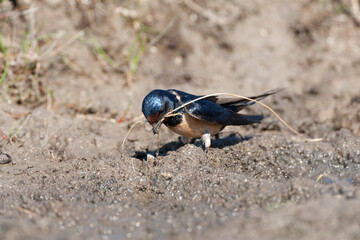 Barn Swallow, Hirundo rustica