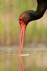Black Stork, Ciconia nigra