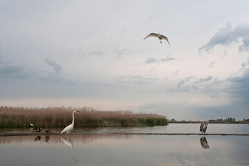 Great Egret, Ardea alba alba